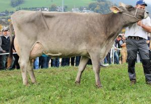 151009ViehschauSarnen 177